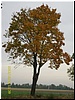 19.JPG