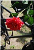 tn_DSC_4941.JPG